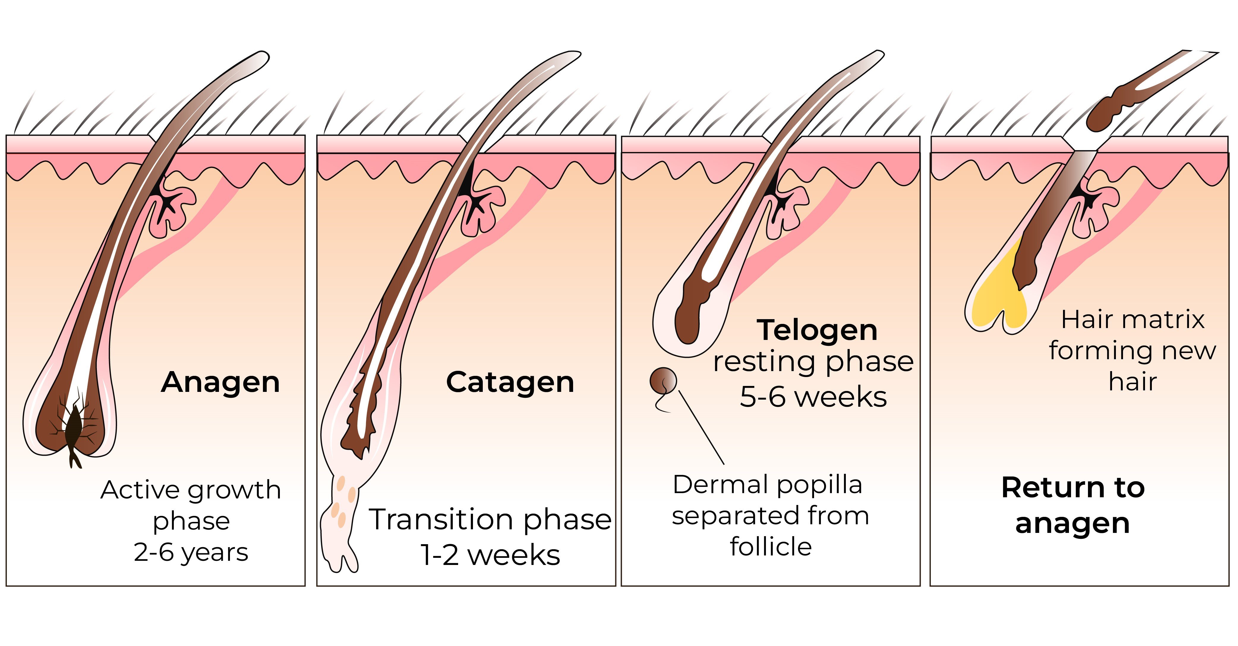 Hair follicle stages